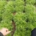 苦菊15~25cm可视频看货或实地考察看货