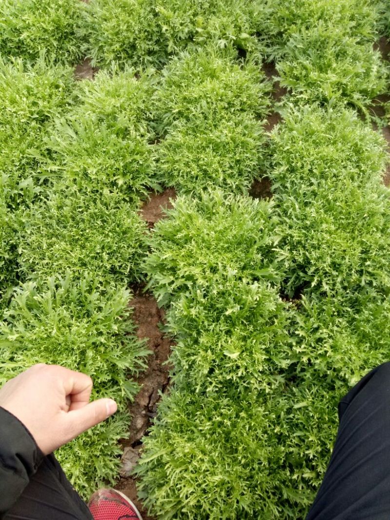 苦菊15~25cm可视频看货或实地考察看货
