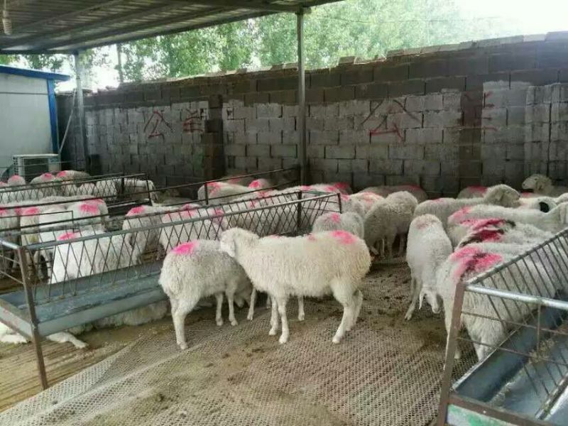 小尾寒羊包成活率养殖技术