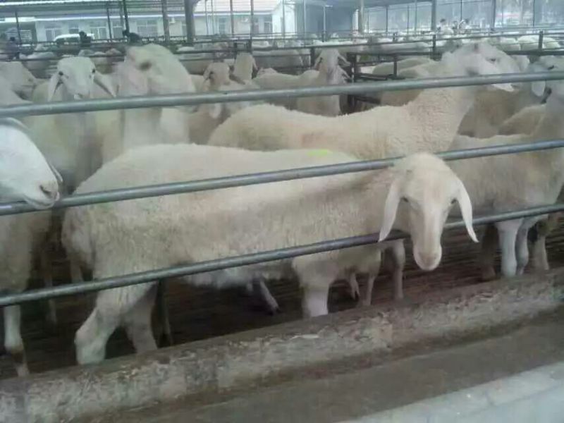 小尾寒羊包成活率养殖技术