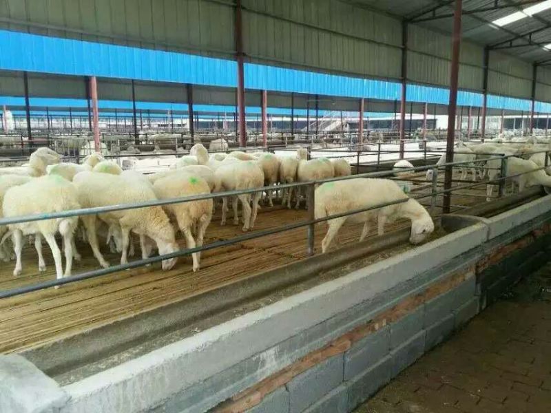 绵羊30~50斤/头