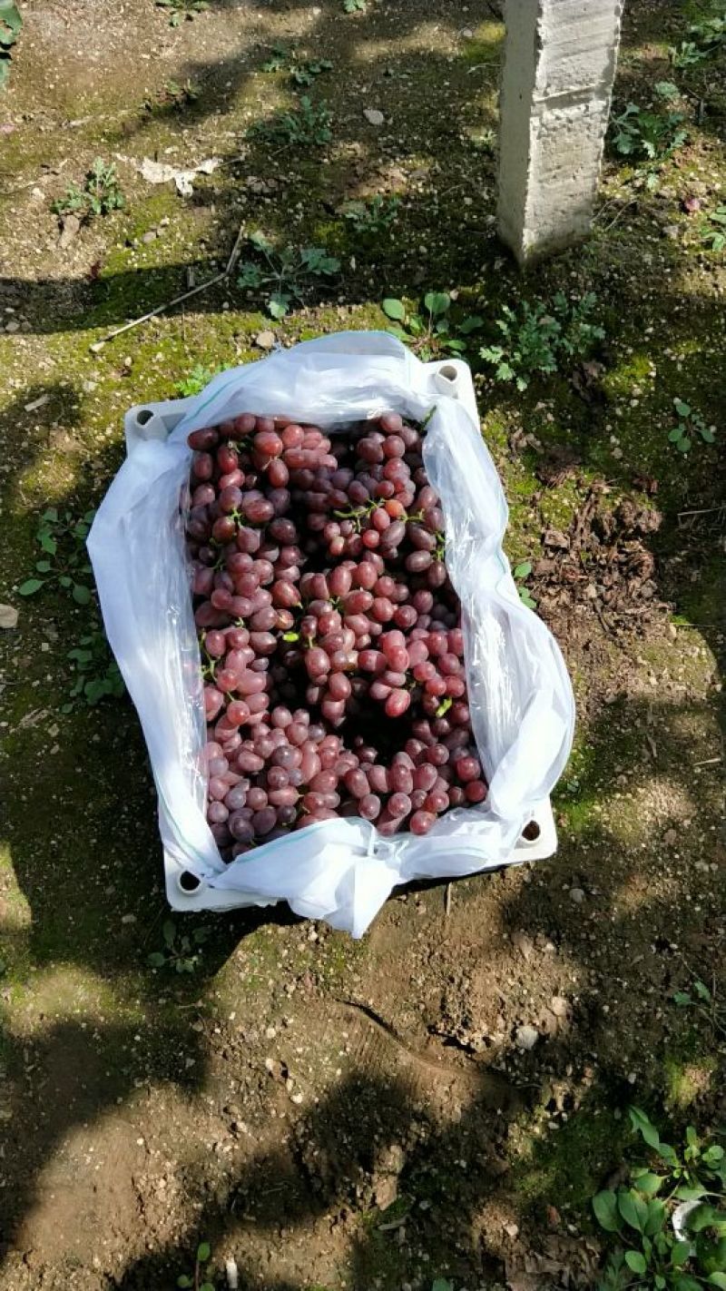 四川西昌克伦生葡萄基地货源充足量大从优欢迎联系