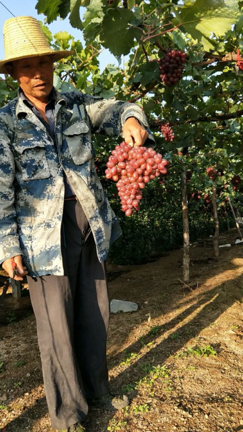 四川西昌克伦生葡萄基地货源充足量大从优欢迎联系