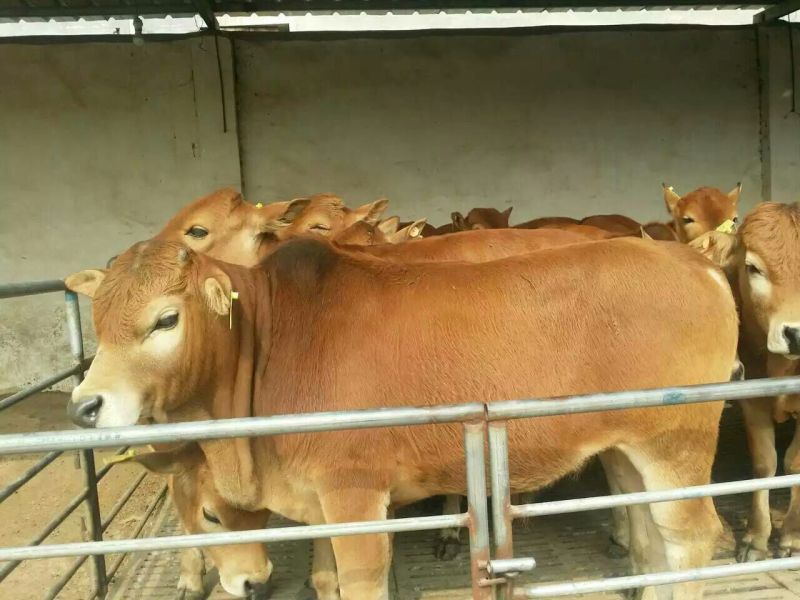 三元杂交牛包3个月成活率