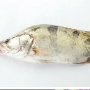 斑鳜30~40cm食用活鱼