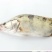 斑鳜30~40cm食用活鱼