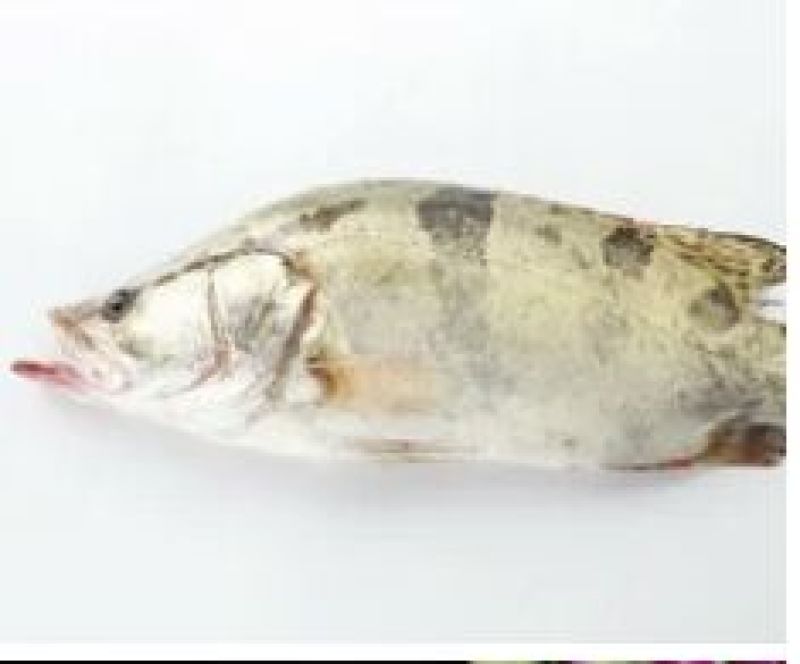 斑鳜30~40cm食用活鱼