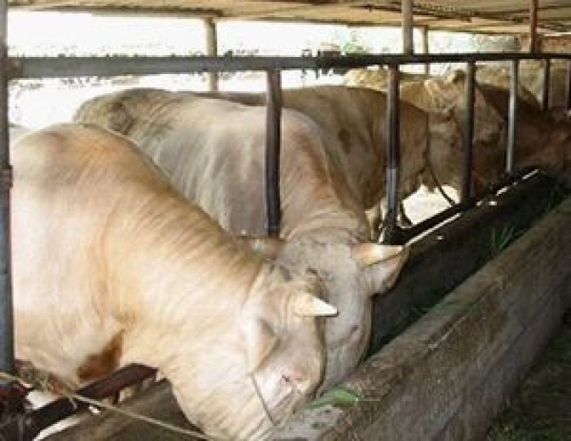 夏洛莱牛包3个月成活率
