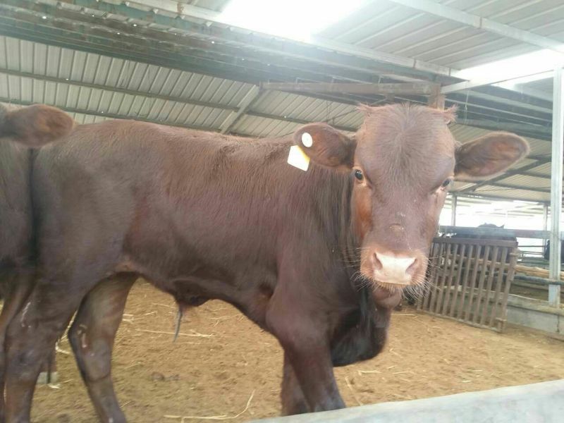 肉牛包3个月成活率