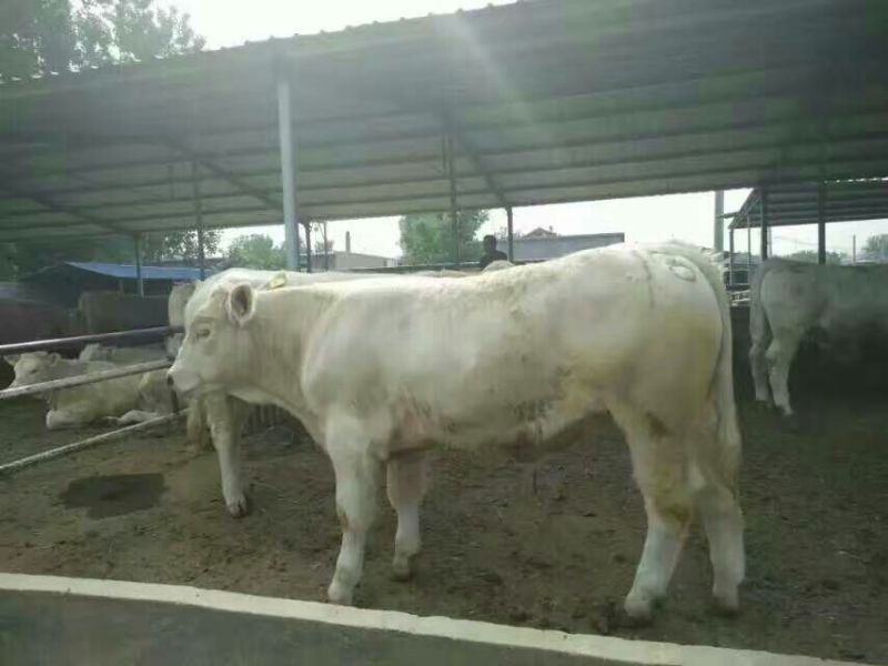 肉牛包3个月成活率