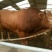 肉牛包3个月成活率