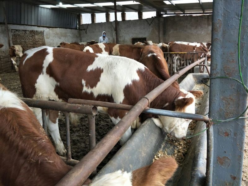 肉牛包3个月成活率