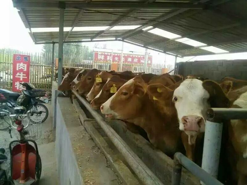 肉牛包3个月成活率
