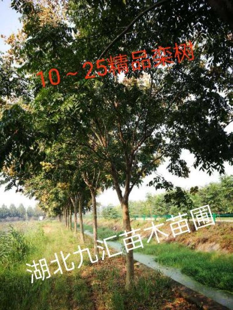 栾树北栾国庆花精品全冠