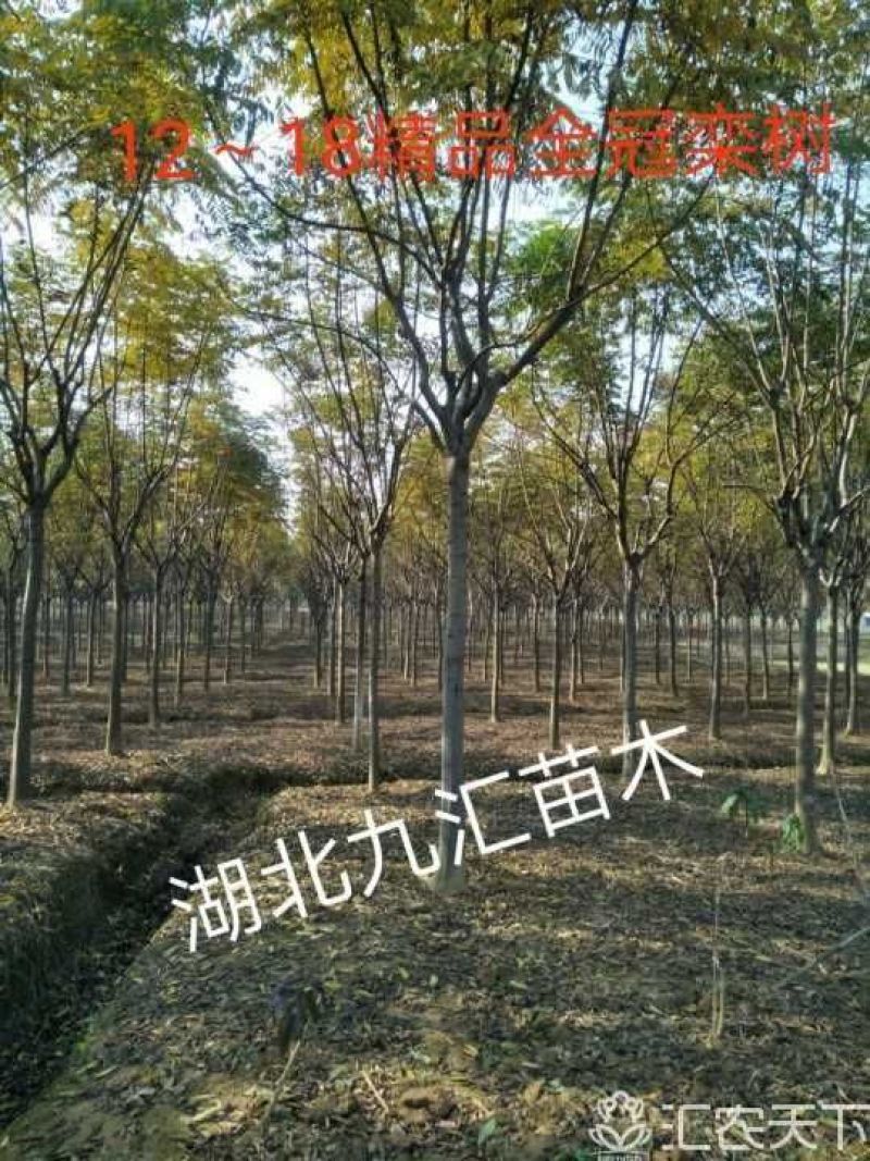栾树北栾国庆花精品全冠