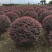 红花继木球80cm以上