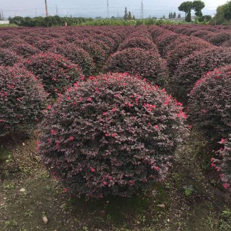 红花继木球80cm以上