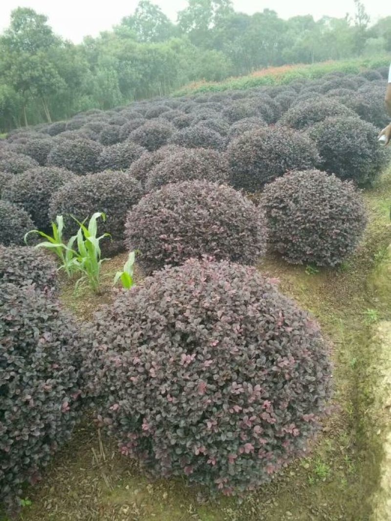 红花继木球80cm以上