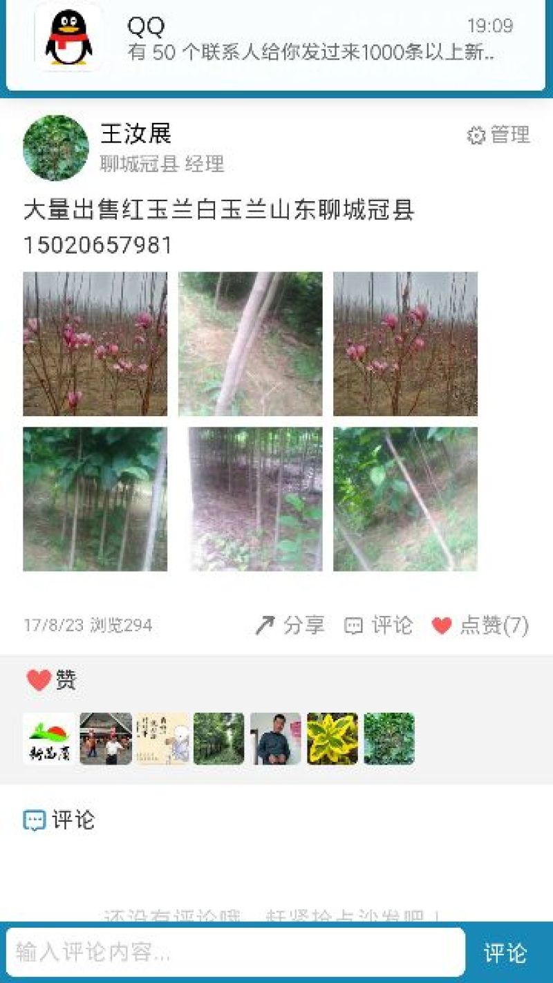 玉兰树2~4cm