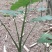 滴水观音海芋