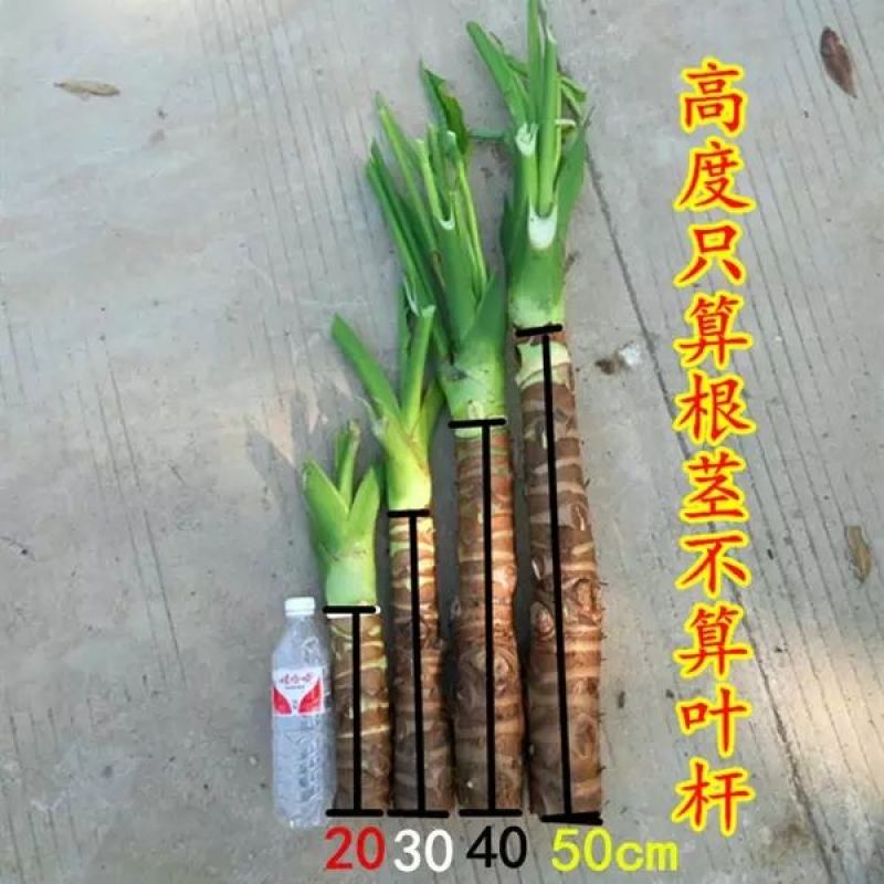 滴水观音海芋
