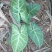 合果芋观叶植物