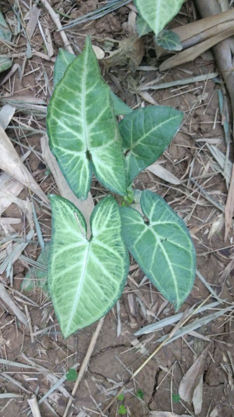 合果芋观叶植物