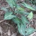 合果芋观叶植物