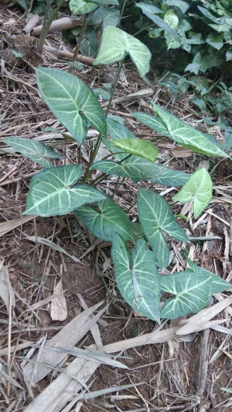 合果芋观叶植物