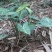 合果芋观叶植物