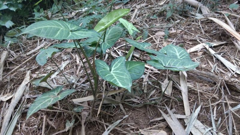 合果芋观叶植物