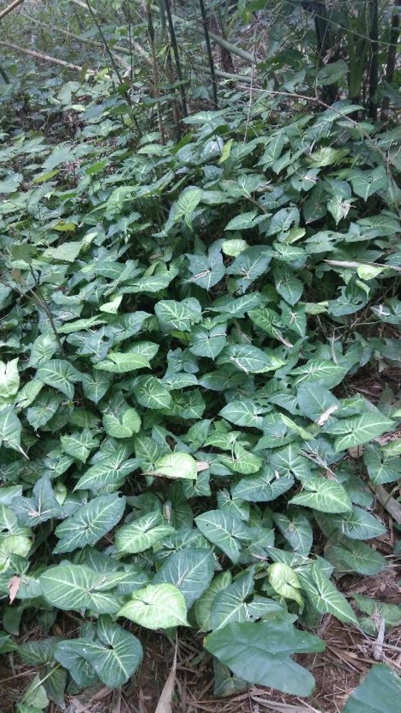 合果芋观叶植物