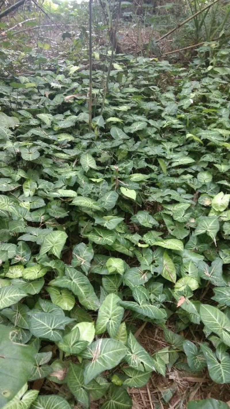 合果芋观叶植物