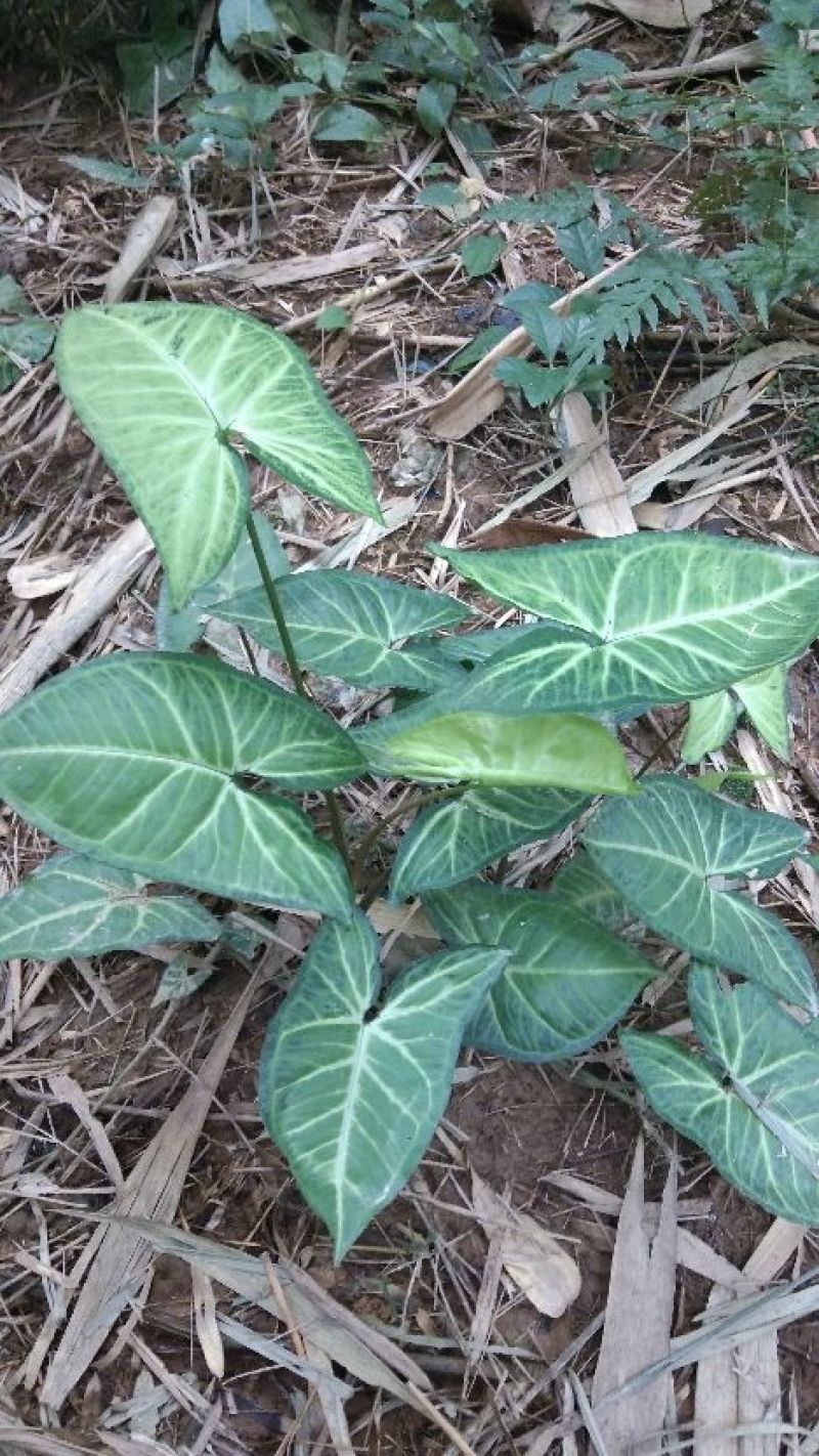 合果芋观叶植物