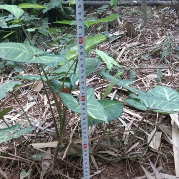 合果芋观叶植物