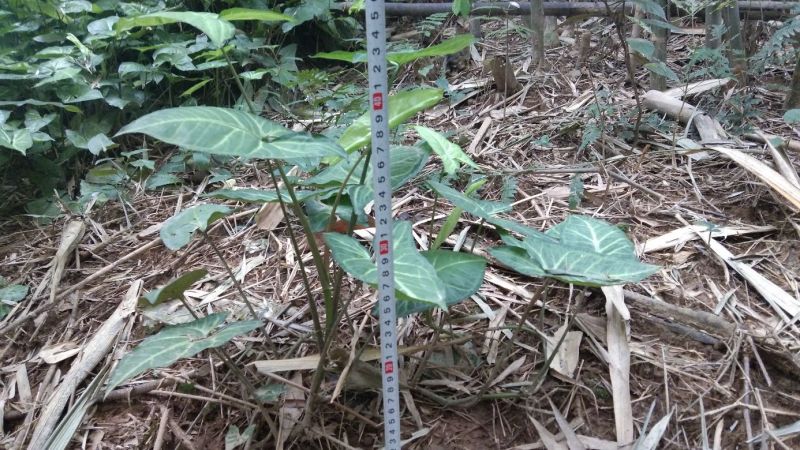 合果芋观叶植物