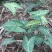 合果芋观叶植物