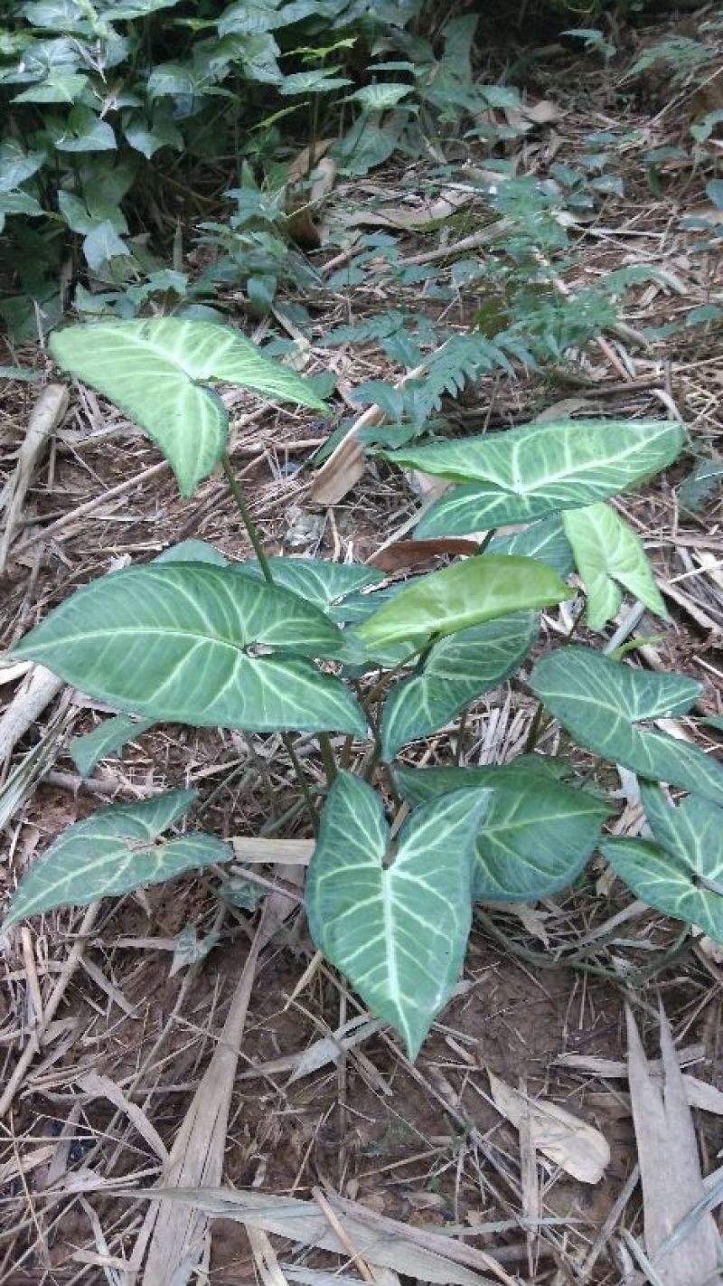 合果芋观叶植物