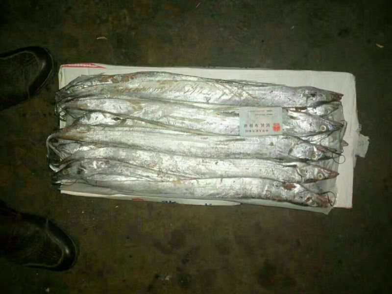 刀鱼食用冰鲜鱼