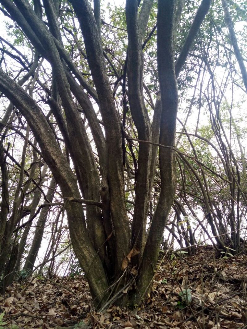 高山杜鹃10~12cm3.5~4米