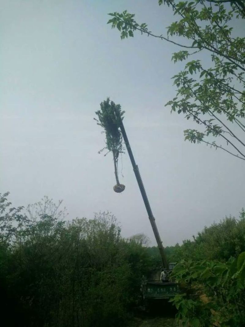 三角枫261~300cm