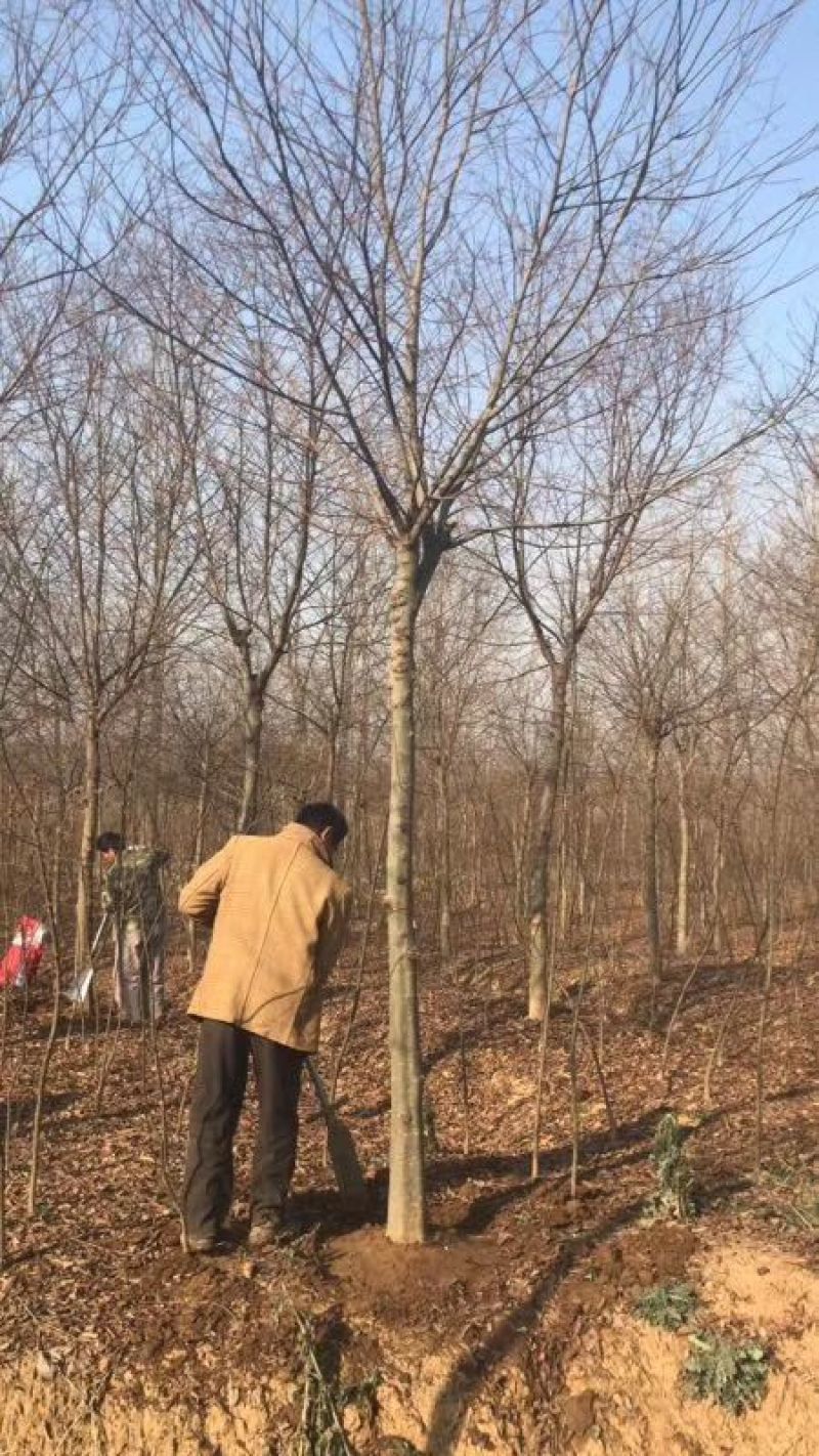 三角枫261~300cm
