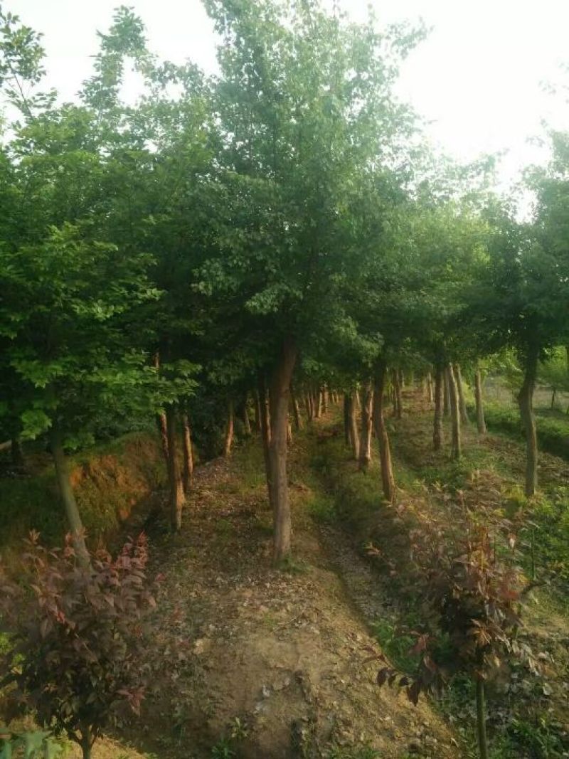 三角枫261~300cm