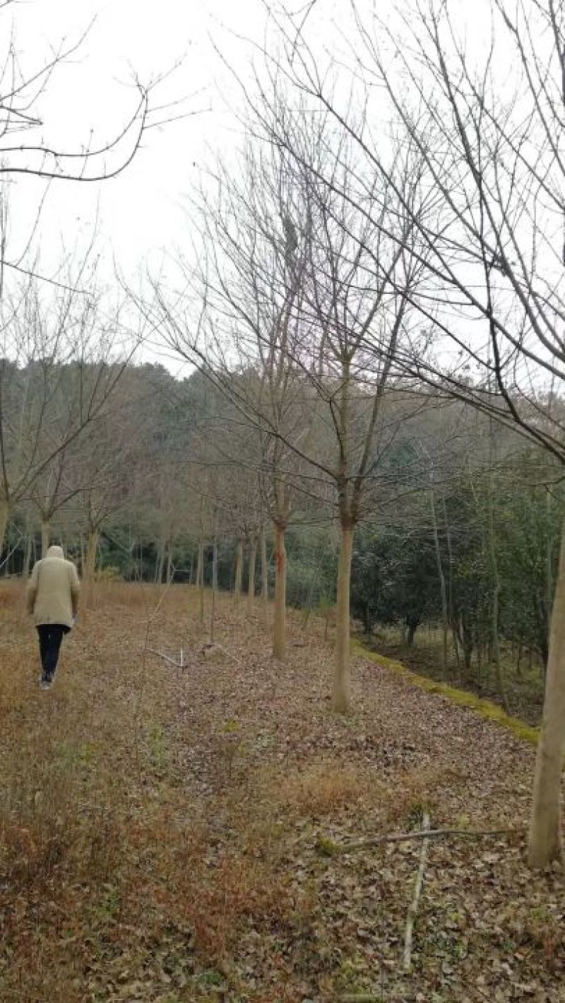 三角枫261~300cm