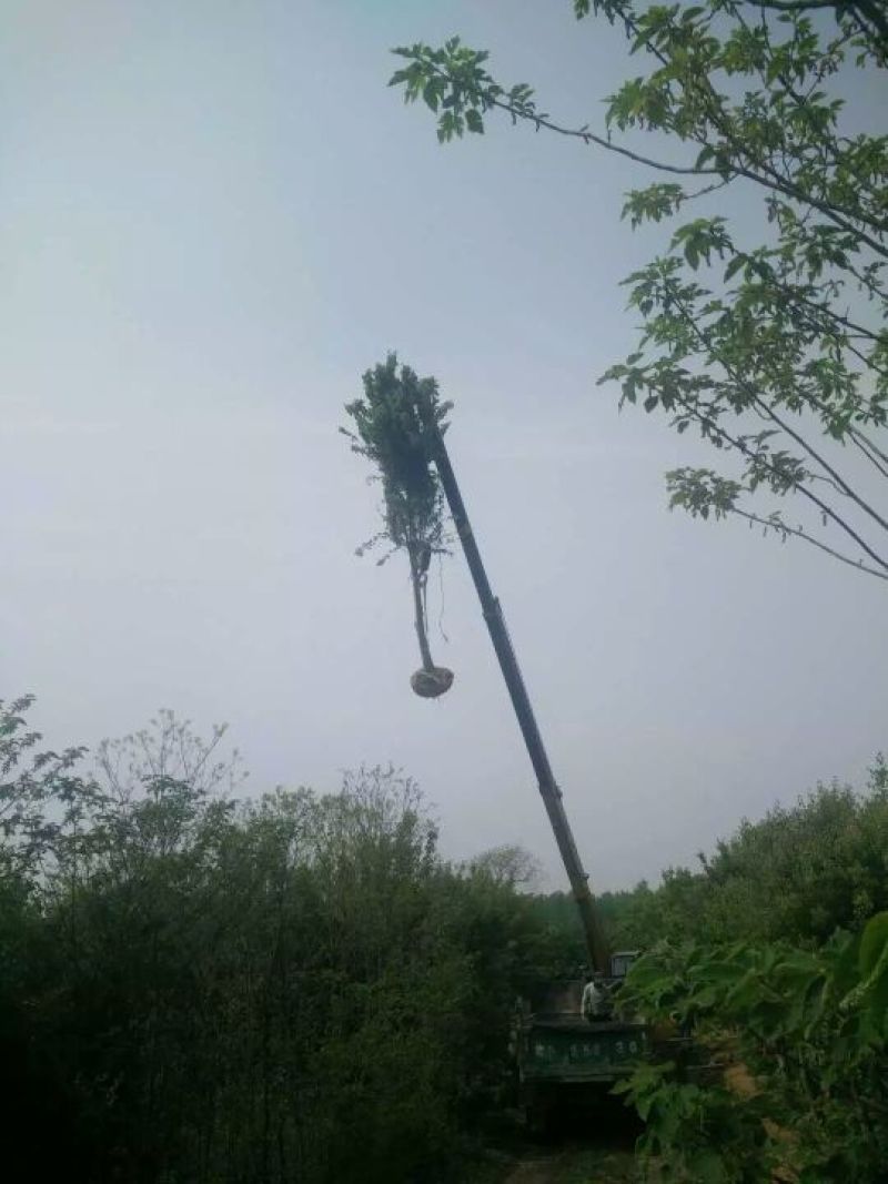 三角枫261~300cm