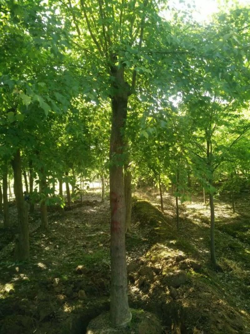 三角枫261~300cm