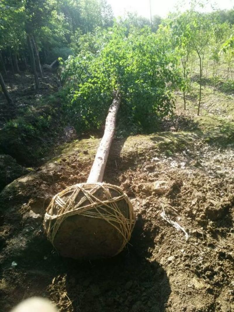 三角枫261~300cm