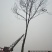 乌桕4m以上12~14cm