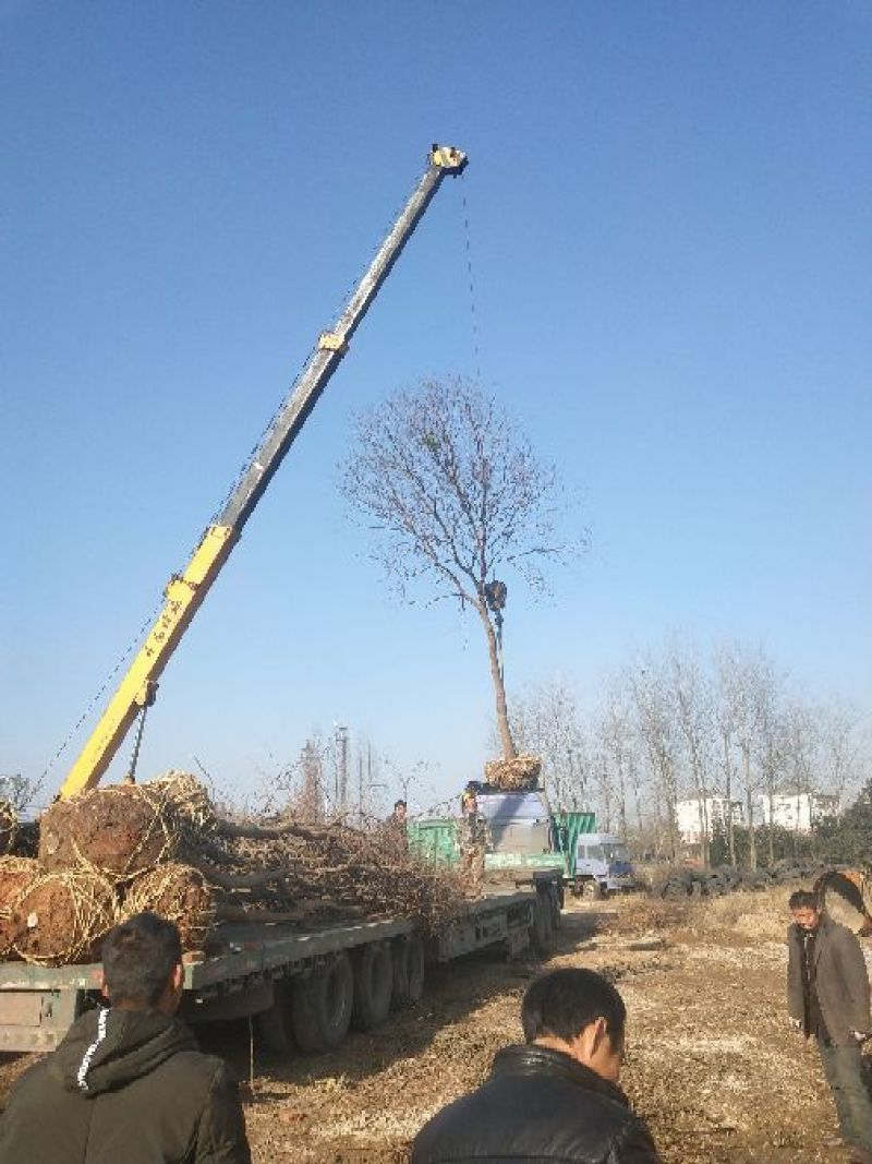 乌桕4m以上12~14cm