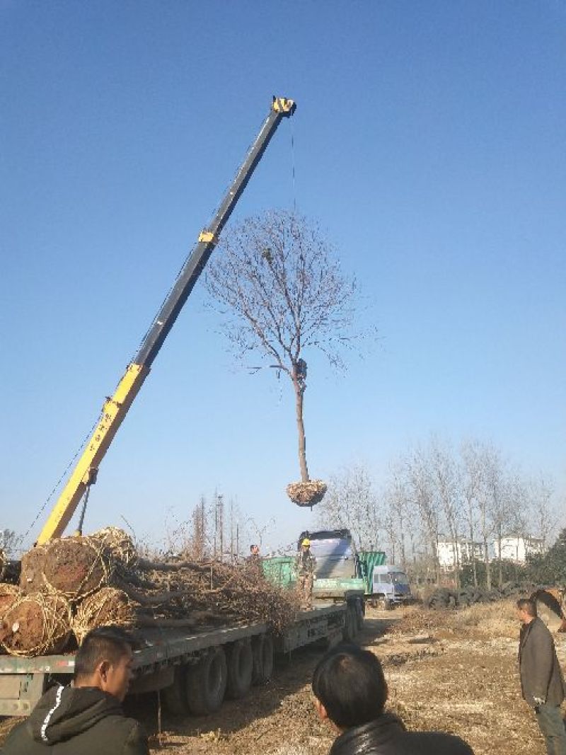乌桕4m以上12~14cm